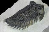 Coltraneia Trilobite Fossil - Huge Faceted Eyes #165842-4